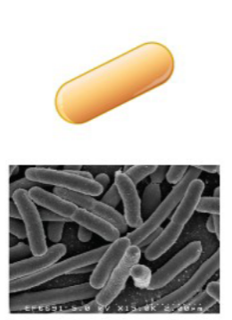<p>What type of bacteria is this?</p>