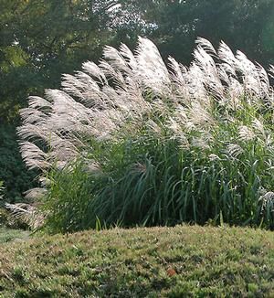 <p>Miscanthus Silver Feather Grass</p>
