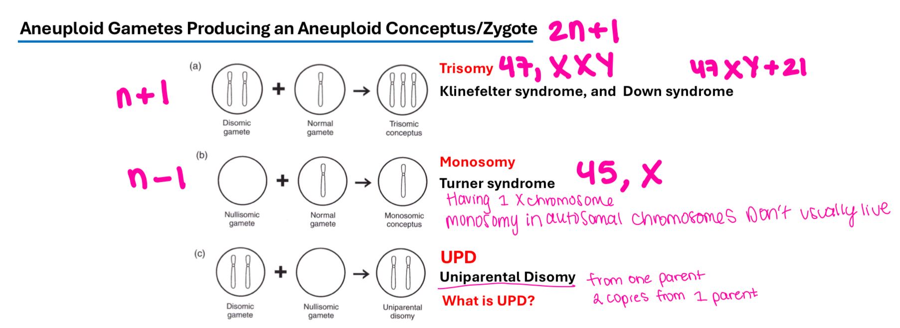 <p>A condition in which the number of chromosomes is not an exact multiple of the haploid set. </p><p>Aneuploidy arises from faulty segregation of the chromosomes in meiosis or mitosis, nondisjunction.&nbsp;</p><p>Can have autosomal aneuploidy, like Edward syndrome (47,XY,+18) or sex chromosome aneuploidy like Turner Syndrome 45,X (2n-1) </p><p>(Turner syndrome is the only chromosomal monosomy syndrome compatible with live birth)</p><p>Monosomy: 2n-1</p><p>Trisomy: 2n+1</p><p></p>