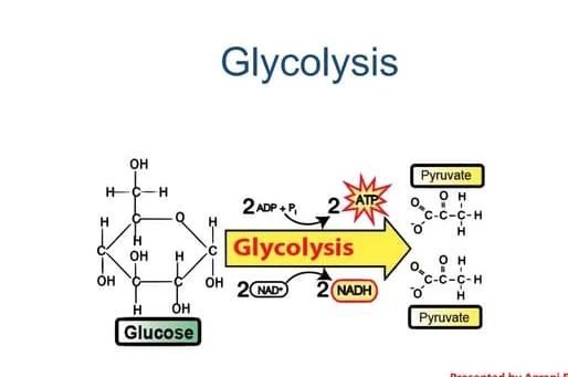 <p>Glycolysis </p>