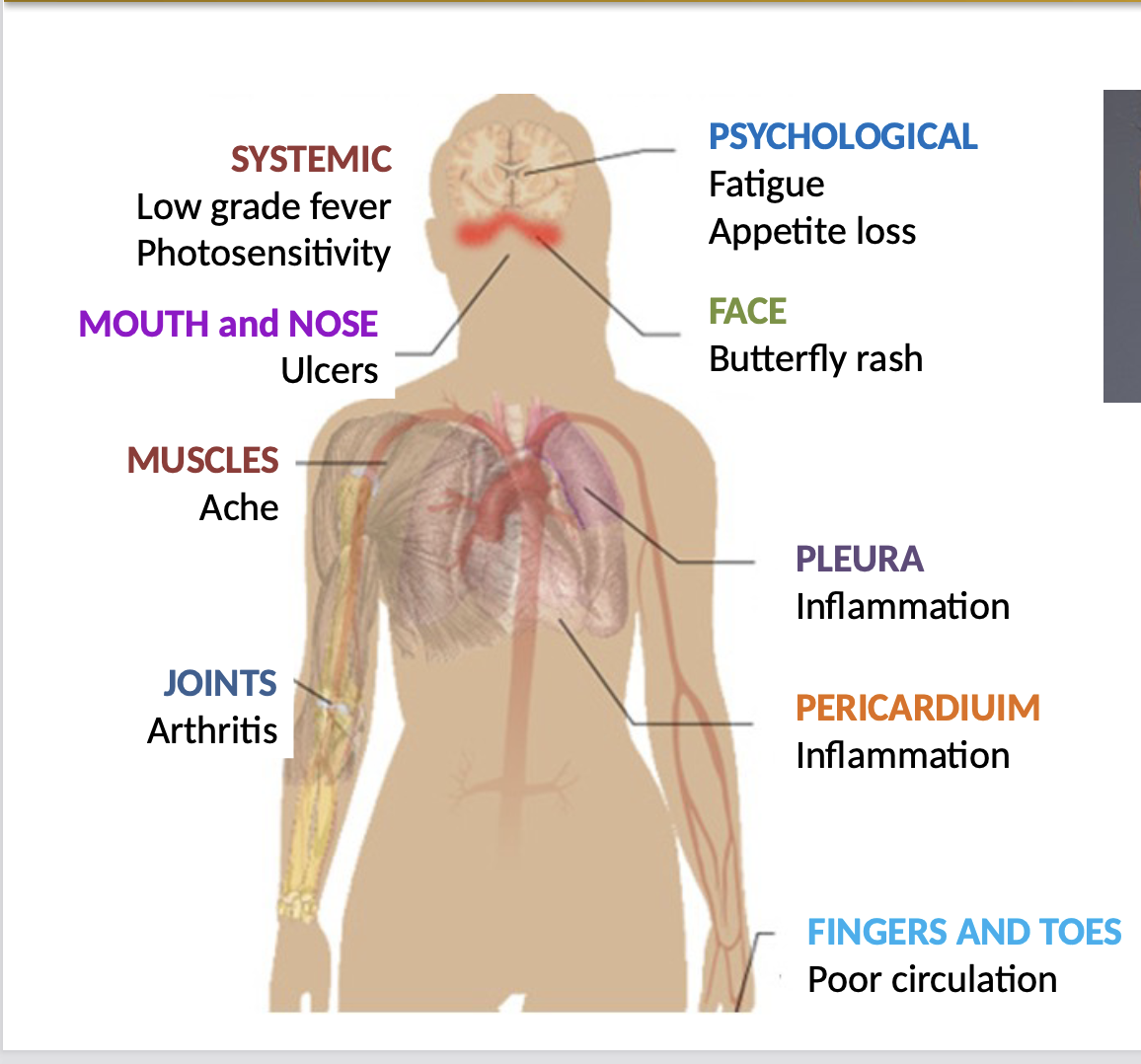 <p>Symptoms of SLE may include:</p><ul><li><p>joint pain </p></li><li><p>fatigue</p></li><li><p>skin rashes</p></li><li><p><span style="font-size: 1.6rem">kidney problems.</span></p></li></ul><p></p>