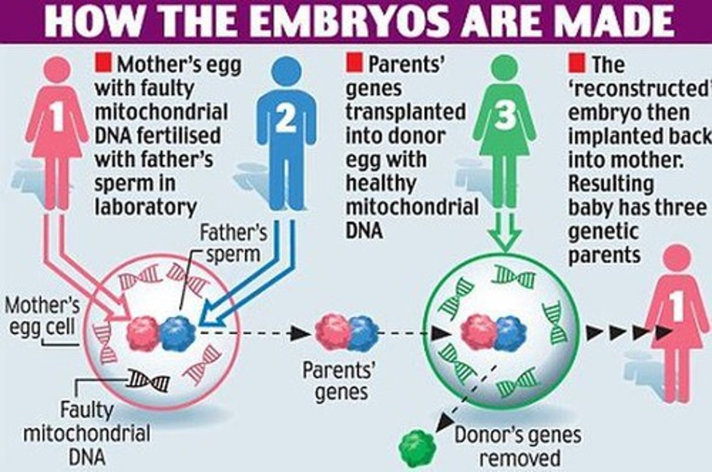 <p>Original designer baby -&gt; throuple, making a three-parent embryo -&gt; nuclear DNA from patient's egg (1) transplanted into donor egg with healthy mitochondrial DNA (2), reconstructed egg cell fertilized with sperm and implanted into patient (3)</p>