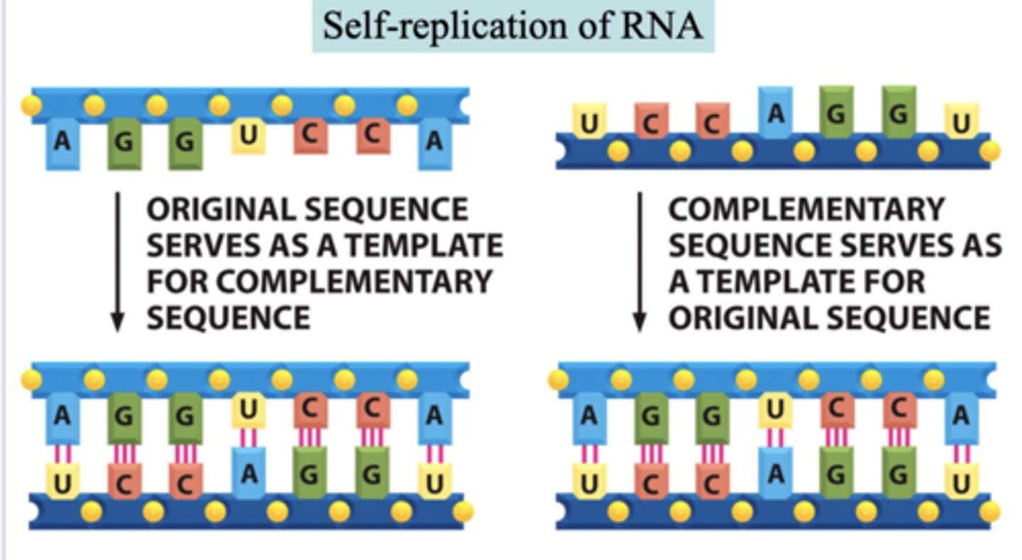 <p>-RNA has a genotype and phenotype</p><p>-but, RNA (and DNA) can only replicate via an enzyme and yet that enzyme did seem to exist in a pre-DNA world</p><p>- catalytic rna</p>