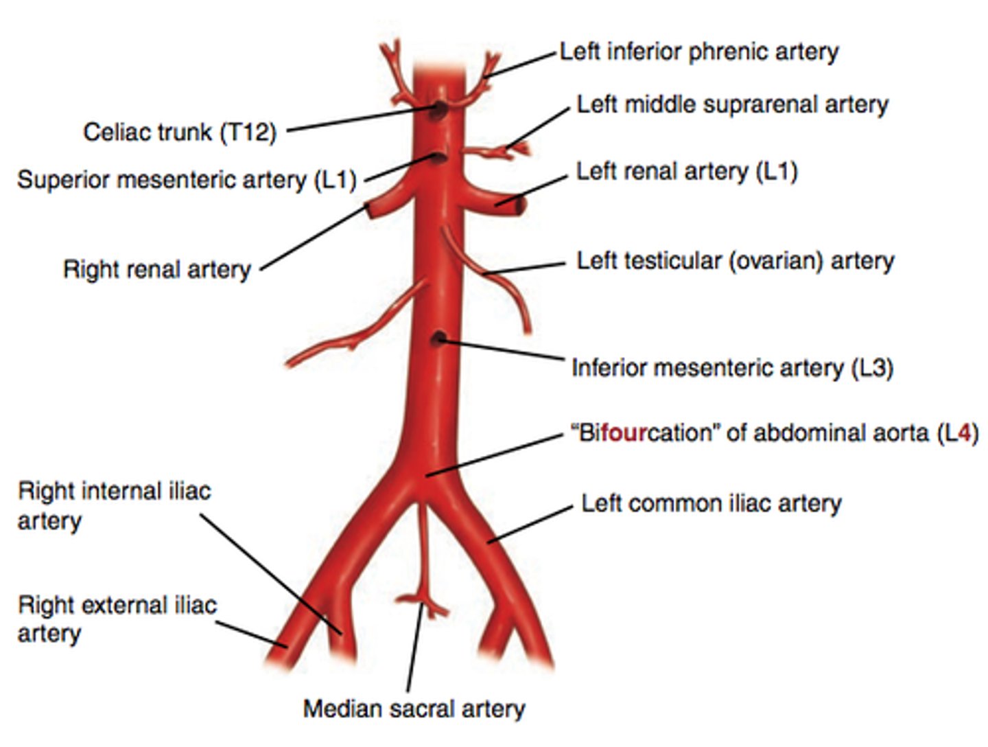 <p>1. celiac axis artery</p><p>2. sup. mesenteric</p><p>3. lt renal</p><p>4. rt renal</p><p>5. inf. mesenteric</p>