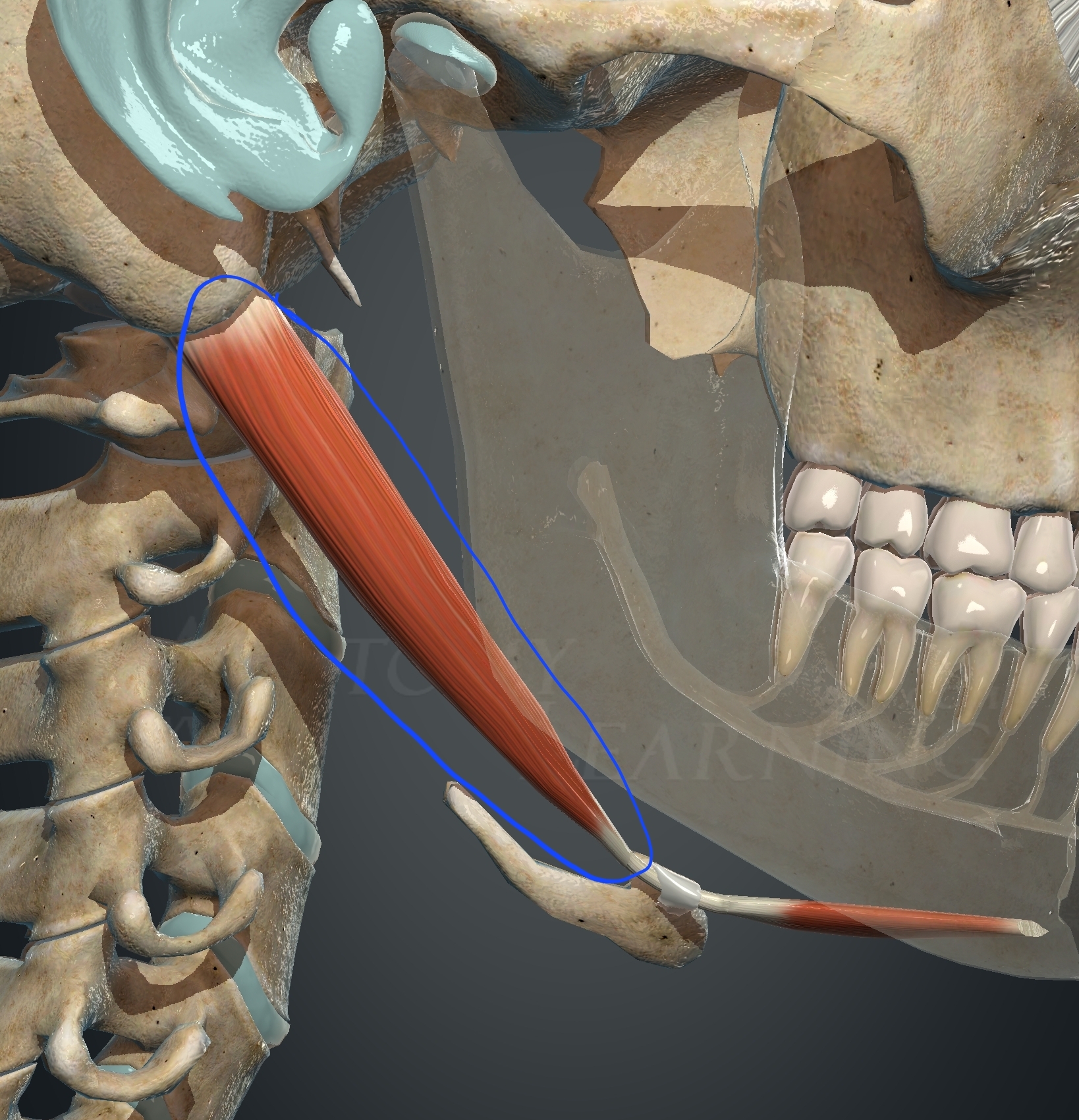 <p>What muscle is this?</p>