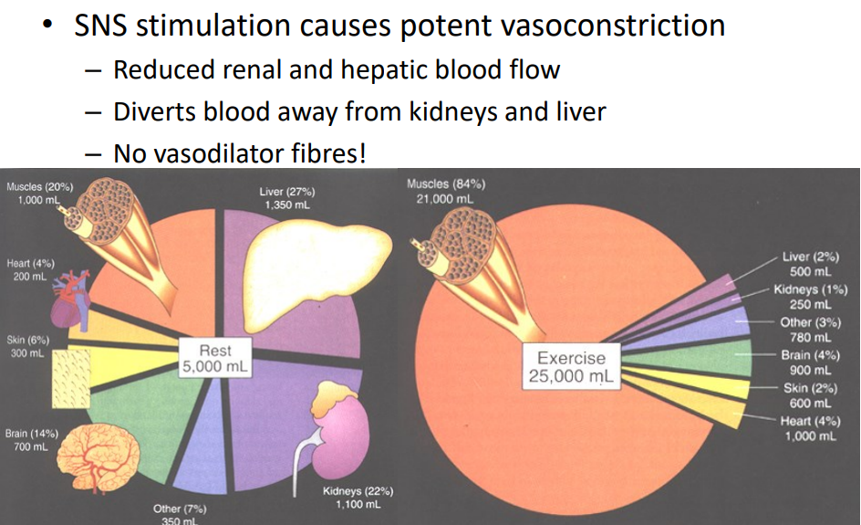 <p>Kidney and Liver Bloodflow Control</p>