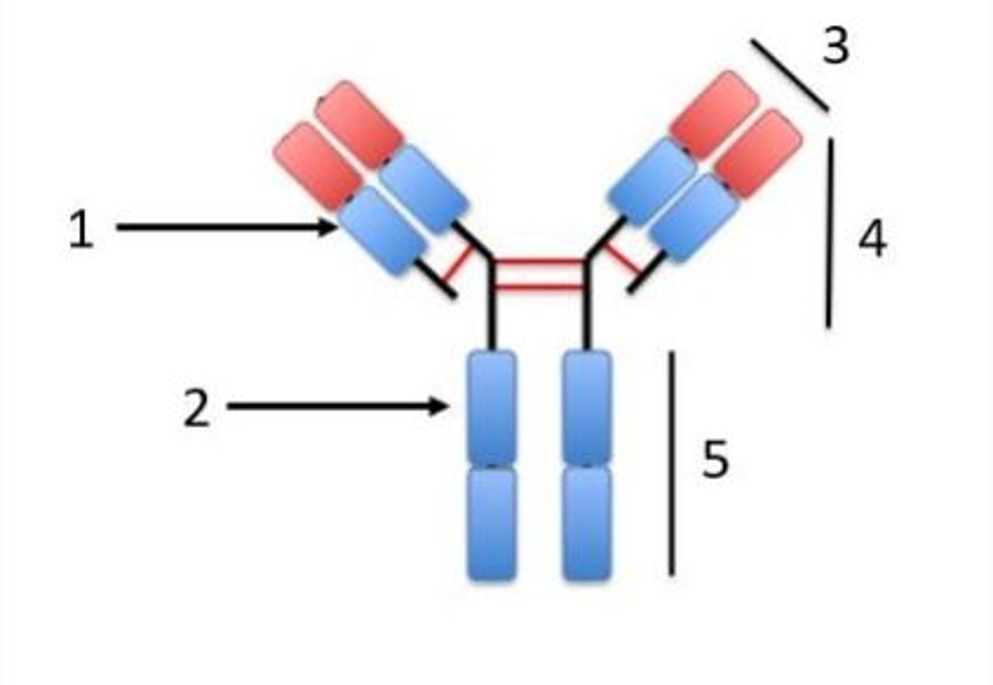 <p>Using the figure shown above match with the correct letters as labeled in the right-hand column. (Please understand the options carefully. The bottom column contains the numbers denoted in the figure. 3, 4 and 5 represent the entire region spanned by the black straight lines. )</p><p>1. Antigen-binding site</p><p>2. Fab or Variable region</p><p>3. Fc or constant region</p><p>4. Light chain</p><p>5. Heavy chain</p><p>A. 1</p><p>B. 3</p><p>C. 4</p><p>D. 2</p><p>E. 5</p>