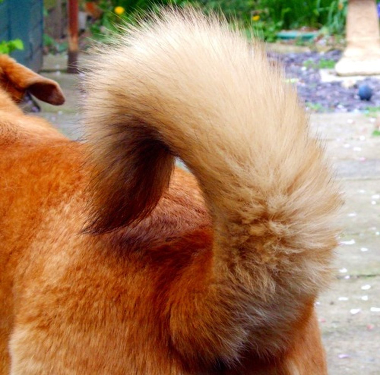 <p>(n): cái đuôi</p>