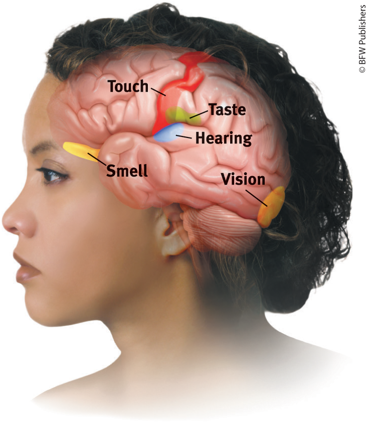 <p>our sense of body movement + position that enables our sense of balance.</p>
