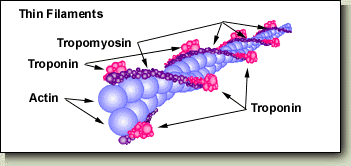 <ul><li><p>Actin</p></li><li><p>Tropomyosin</p></li><li><p>Troponin</p></li></ul><p></p>