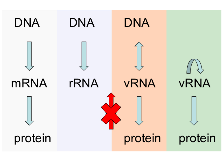 <p>NO you cannot go from Protein to RNA</p>
