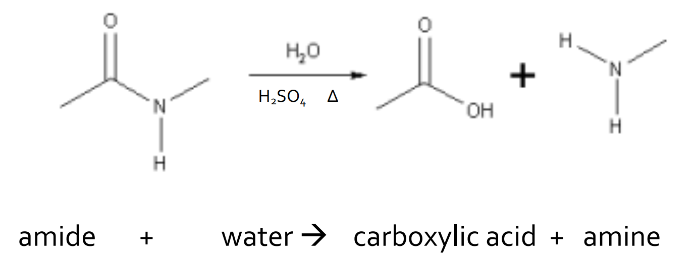 <p>catalyst: H<sub>2</sub>SO<sub>4</sub> and heat</p><p>products: amine and carboxylic acid</p><p>reversible</p>