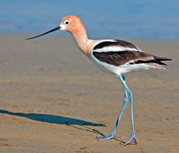 <p>Elegant; black-and-white with rusty neck and upturned bill.</p>