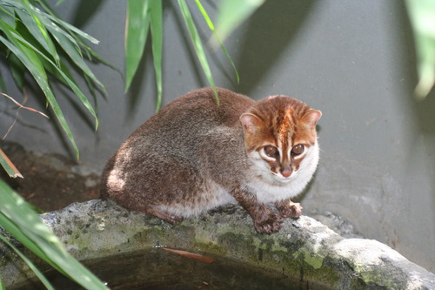 <p>semi-aquatic, eats fish, been observed washing objects</p>