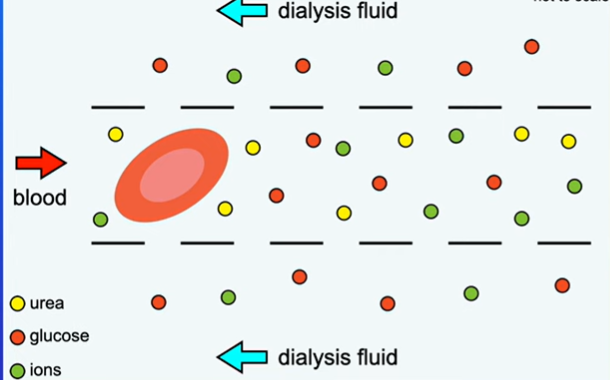 <p><strong>glucose</strong></p><p>-has the same glucose concentration as the blood</p><p>-there’s no concentration gradient→ glucose does not diffuse out of the blood.</p><p><strong>urea</strong></p><p>-no urea</p><p>-blood contains a high concentration of urea→ creates a steep concentration gradient</p><p>-Urea diffuses out of the blood into the dialysis fluid</p><p><strong>ions/ salt</strong></p><p>-normal ion concentration</p><p>-If blood ion levels are too low → ions diffuse into blood</p><p> If blood ion levels are too high → ions diffuse into dialysis fluid</p><p>-Movement only occurs where there's an imbalance, maintaining electrolyte balance</p>