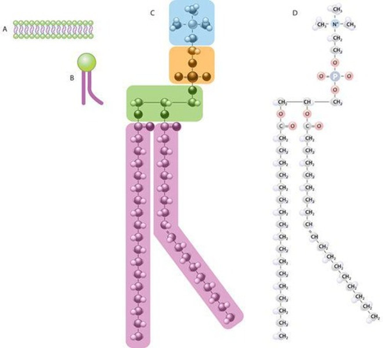 <p>Amphipathic lipid forming bilayer structure.</p>