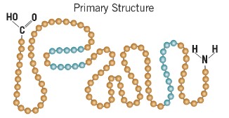 <p>the sequence of amino acids in the chain</p>