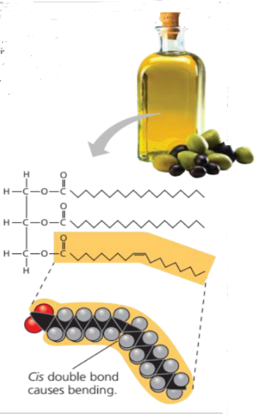 <p>At room temperature, the molecules of an unsaturated fat such as olive oil cannot pack together closely enough to solidify because of the kinks in some of their fatty acid hydrocarbon chains.</p><p>Structural formula of an unsaturated fat molecule</p><p>Space-filling model of oleic acid, an unsaturated fatty acid</p><p>Due to the presence of double bonds in the hydrophobic tail of phospholipids, a kink (bend) is formed. This causes the membrane to be “fluid”</p>