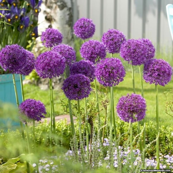 <p>Purple sensation</p>
