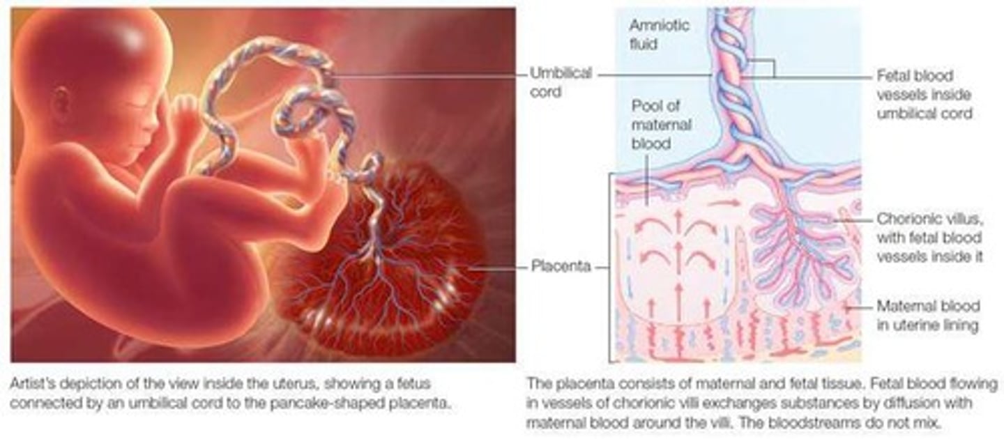 <p>Responsible for nutrient and gas interchange between mother and fetus.</p>