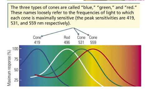 <p>Blue, green, red</p><ul><li><p>Sensitive to bright light</p></li><li><p>Color vision and fine detail (<u>visual acuity</u>)</p></li></ul><p></p>