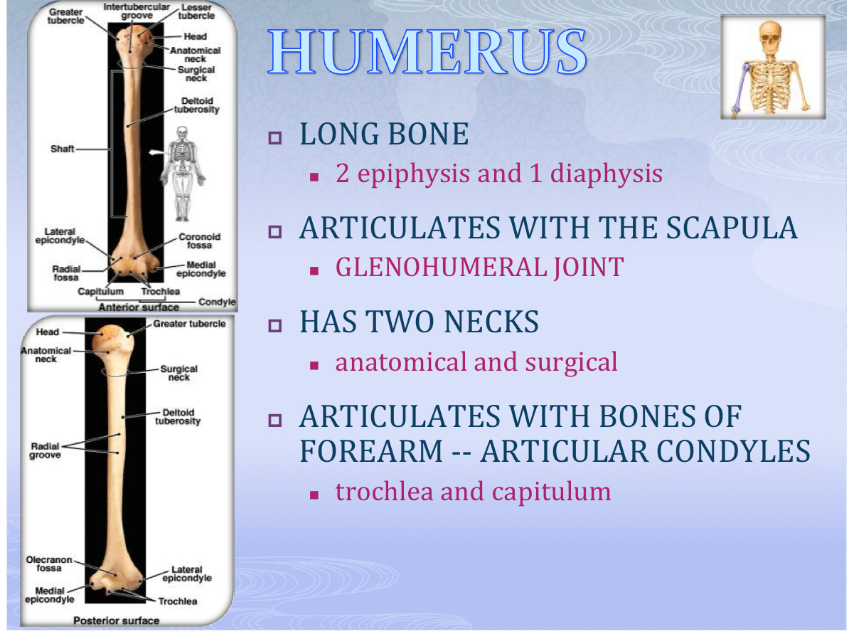 <p>Glenohumeral Joint</p>