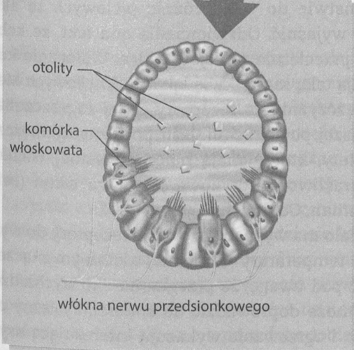 <p>ziarenkami węglanu wapnia w pobliżu komórek włoskowatych</p>