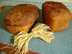 carbohydrates (one word)