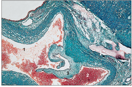 <p>name of histologic slide:</p><p>Specie:</p><p>Parts</p><p>1.__ 2.__ 3.__</p><p>Stain Used:</p>