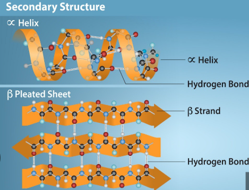 <ul><li><p>The secondary structure is where the initial folding of the polypeptide occurs</p></li><li><p>This folding occurs between the carboxyl O of one and the H of the other(not R groups) and is formed/stabilized by <strong>hydrogen bonds(</strong>H and O = hydrogen bonding!)</p></li><li><p>There are two commonly seen structures as a result of this folding:</p><ul><li><p>Alpha-helix (α-helix) as a spiral or a coil</p></li><li><p>Beta-pleated sheet (β-pleated sheet) as a sheet like structure</p></li></ul></li></ul><p></p>