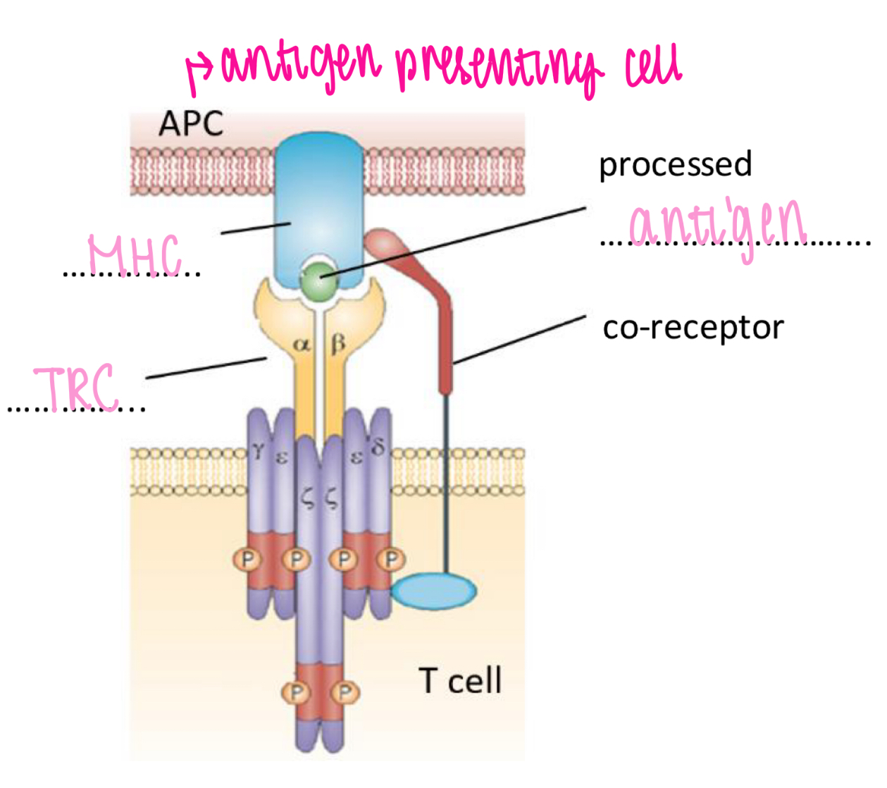 <p>Recognises processed antigen bound to MHC</p><p>Antigen binding to TCR trigger activation of T cell</p><p>Co-receptor (T helper cell co-receptor = CD4)</p>