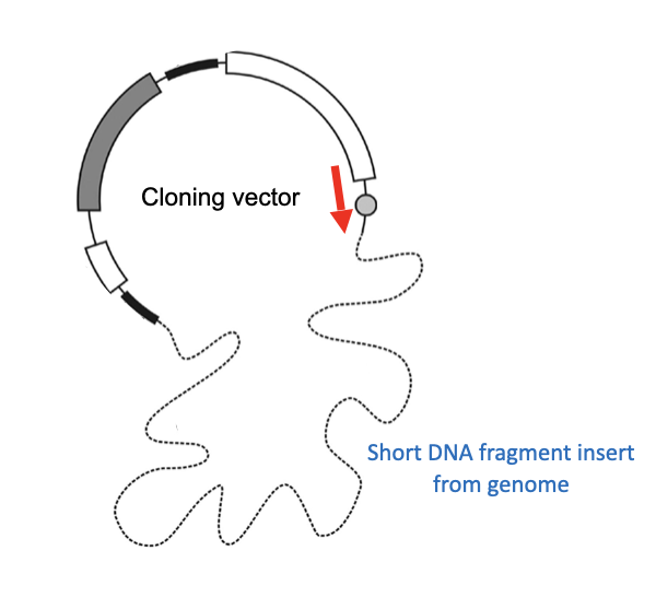 <ul><li><p class="Paragraph SCXO180417329 BCX4" style="text-align: left;"><span style="background-color: inherit; line-height: 19.55px; color: windowtext;"><span>Sanger sequencing yields only up to a maximum of 1000 nucleotides per reaction</span></span><span style="line-height: 19.55px; color: windowtext;"><span>&nbsp;</span></span></p><ul><li><p class="Paragraph SCXO180417329 BCX4" style="text-align: left;"><span style="background-color: inherit; line-height: 19.55px; color: windowtext;"><span>Challenge for large scale projects</span></span><span style="line-height: 19.55px; color: windowtext;"><span>&nbsp;</span></span></p></li></ul></li><li><p class="Paragraph SCXO180417329 BCX4" style="text-align: left;"><span style="background-color: inherit; line-height: 19.55px; color: windowtext;"><span>The sequencing strategy was shaped by 3 key limitations of sanger sequencing</span></span><span style="line-height: 19.55px; color: windowtext;"><span>&nbsp;</span></span></p><ul><li><p class="Paragraph SCXO180417329 BCX4" style="text-align: left;"><span style="background-color: inherit; line-height: 19.55px; color: windowtext;"><span>The necessity to have a clone of the DNA template (so that the levels of fluorescence emitted is able to be detected)</span></span><span style="line-height: 19.55px; color: windowtext;"><span>&nbsp;</span></span></p></li><li><p class="Paragraph SCXO180417329 BCX4" style="text-align: left;"><span style="background-color: inherit; line-height: 19.55px; color: windowtext;"><span>The requirement that at least some sequence information is known beforehand (so that primers can bind to the template)</span></span><span style="line-height: 19.55px; color: windowtext;"><span>&nbsp;</span></span></p></li><li><p class="Paragraph SCXO180417329 BCX4" style="text-align: left;"><span style="background-color: inherit; line-height: 19.55px; color: windowtext;"><span>The short sequencing read length</span></span><span style="line-height: 19.55px; color: windowtext;"><span>&nbsp;</span></span></p></li></ul></li><li><p class="Paragraph SCXO180417329 BCX4" style="text-align: left;"><span style="background-color: inherit; line-height: 19.55px; color: windowtext;"><span>Due to using a vector, the primer can be designed to be complimentary to the vector</span></span><span style="line-height: 19.55px; color: windowtext;"><span>&nbsp;</span></span></p></li></ul><p></p>