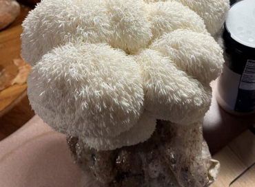 <p>Lion’s Mane habitat</p>