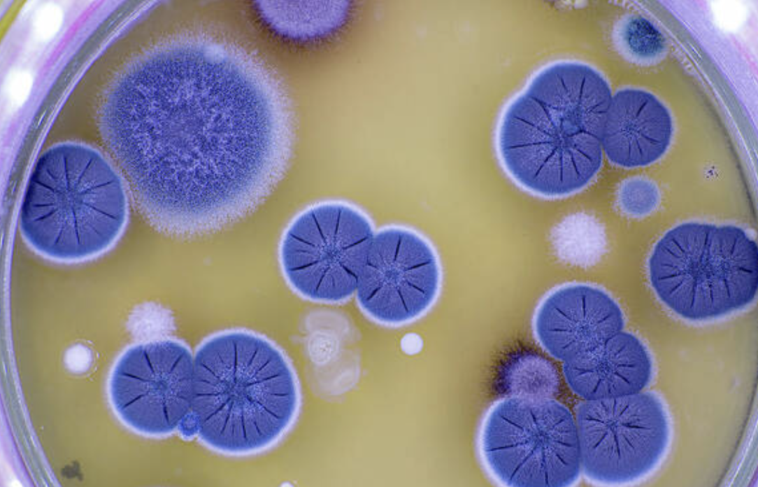 <ul><li><p>eukaryotic</p></li><li><p>mostly unicellular </p></li><li><p>colonial </p></li><li><p>heterotrophic </p></li></ul><p></p>