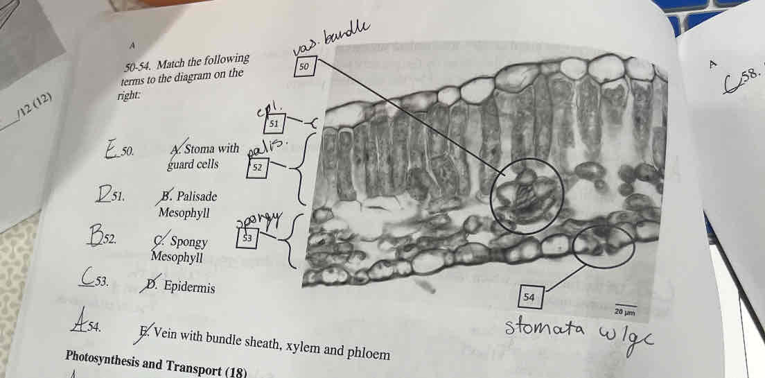 <p>match the correct cell or tissue name to the appropriate label (A, B, C, D, or E)</p>