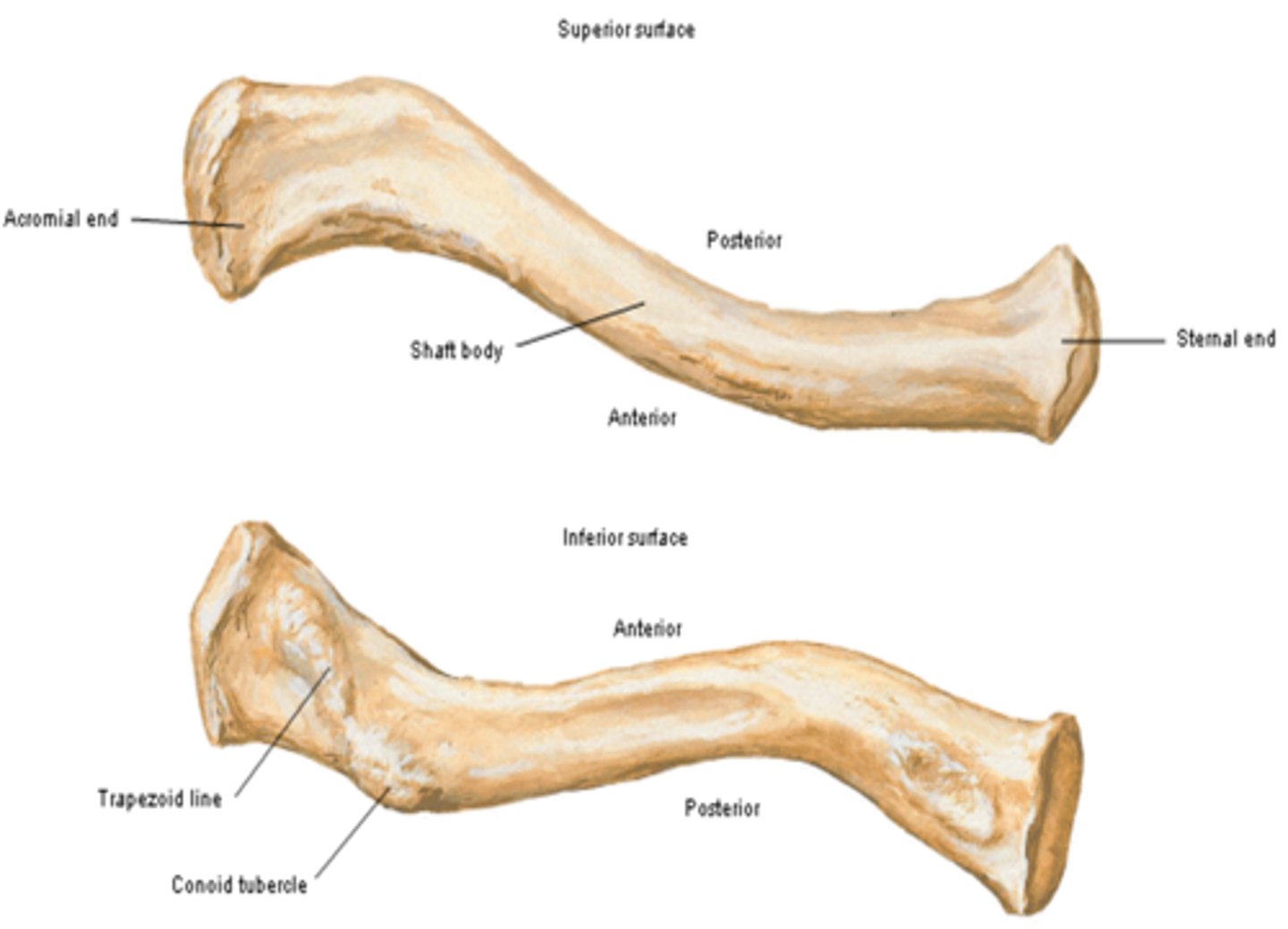 <p>double-curved in the horizontal plane, which increases resilience</p><p>-Median Half, sternal end, acromial end</p>