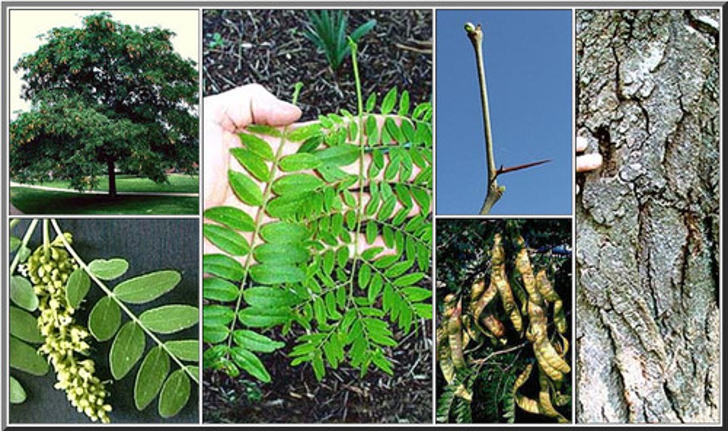 <p>-compound leaves</p><p>-used in a lot of projects because canopy lets a lot of light in</p><p>-multiple stems</p><p>-long pods can see beans</p><p>-strong central leader until halfway</p><p>-compound leaves</p>