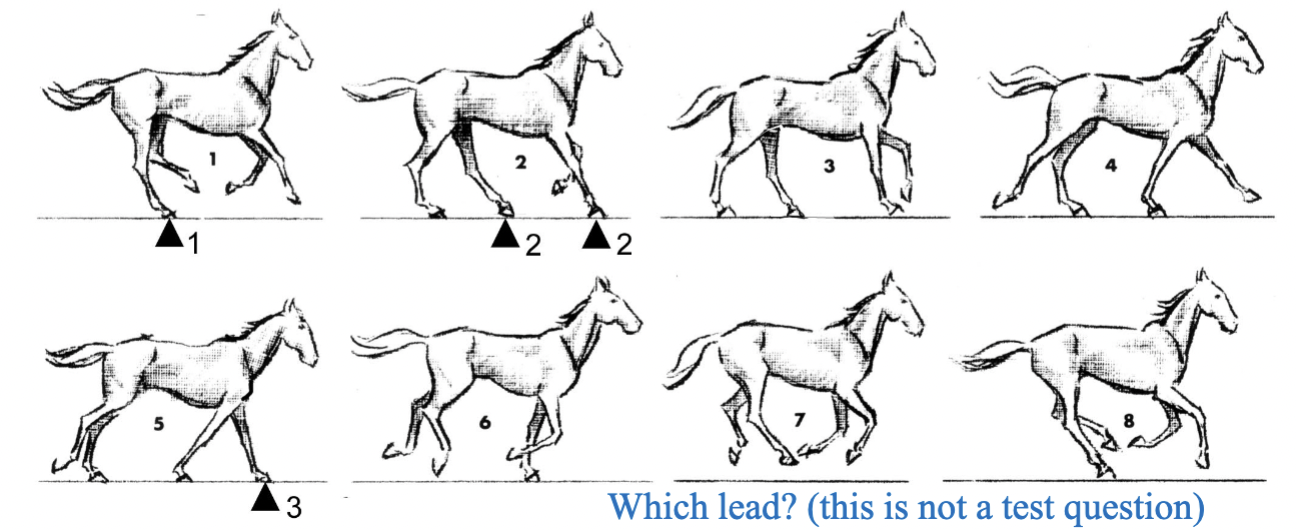 <p>Slow gallop; 3 beat, asymmetrical, “lead”, diagonal limbs strike together, other 2 limbs are “lead” limbs and are independent; period of suspension</p>