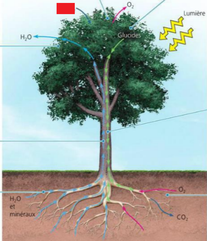 <p><span>La photosynthèse </span><span style="background-color: transparent;">est une réaction <strong>oxygénique</strong> : elle permet, grâce à l’<strong>énergie lumineuse</strong> (réaction endergonique), de <strong>réduire le [?]</strong> pour <strong>former des composés organiques (glucides)</strong>, tout en<strong> libérant de l’O2</strong>.&nbsp; CO2 + H2O ->&nbsp; (Ch2O)n + O2</span></p>