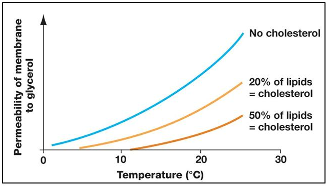 <p>&nbsp;You are examining a newly discovered organism that you found living in an extremely cold (10 degrees C)&nbsp;environment. You notice that its cellular membrane has 50% of its lipids as cholesterol molecules dispersed throughout the phospholipids. If you were to place this organism in an even colder&nbsp;environment (0 degrees C), what would you expect to see change in regard to cell membrane permeability to glycerol?</p><ol><li><p><span>The membrane would become more permeable to glycerol.</span></p></li><li><p>The membrane would become less permeable to glycerol.</p></li><li><p>The membrane’s permeability to glycerol would not change.</p></li><li><p>None of the above describe a consequence of moving this organism to a colder environment.</p></li></ol><p></p>
