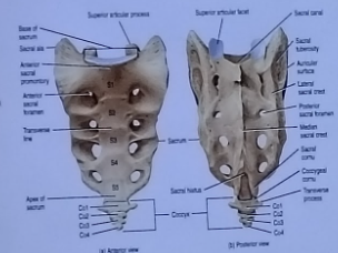 <ul><li><p>means “cuckoo” named after a birds because it looks like a bird’s beak</p></li><li><p>mini tail from evolution</p></li><li><p>from 3 to 5 small bones fused together </p></li></ul><p></p>