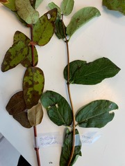 Lonicera caerulea