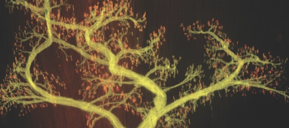 <p>The red part of this image shows single synapses, the number of red connections with muscle (increase/decrease) with age</p>