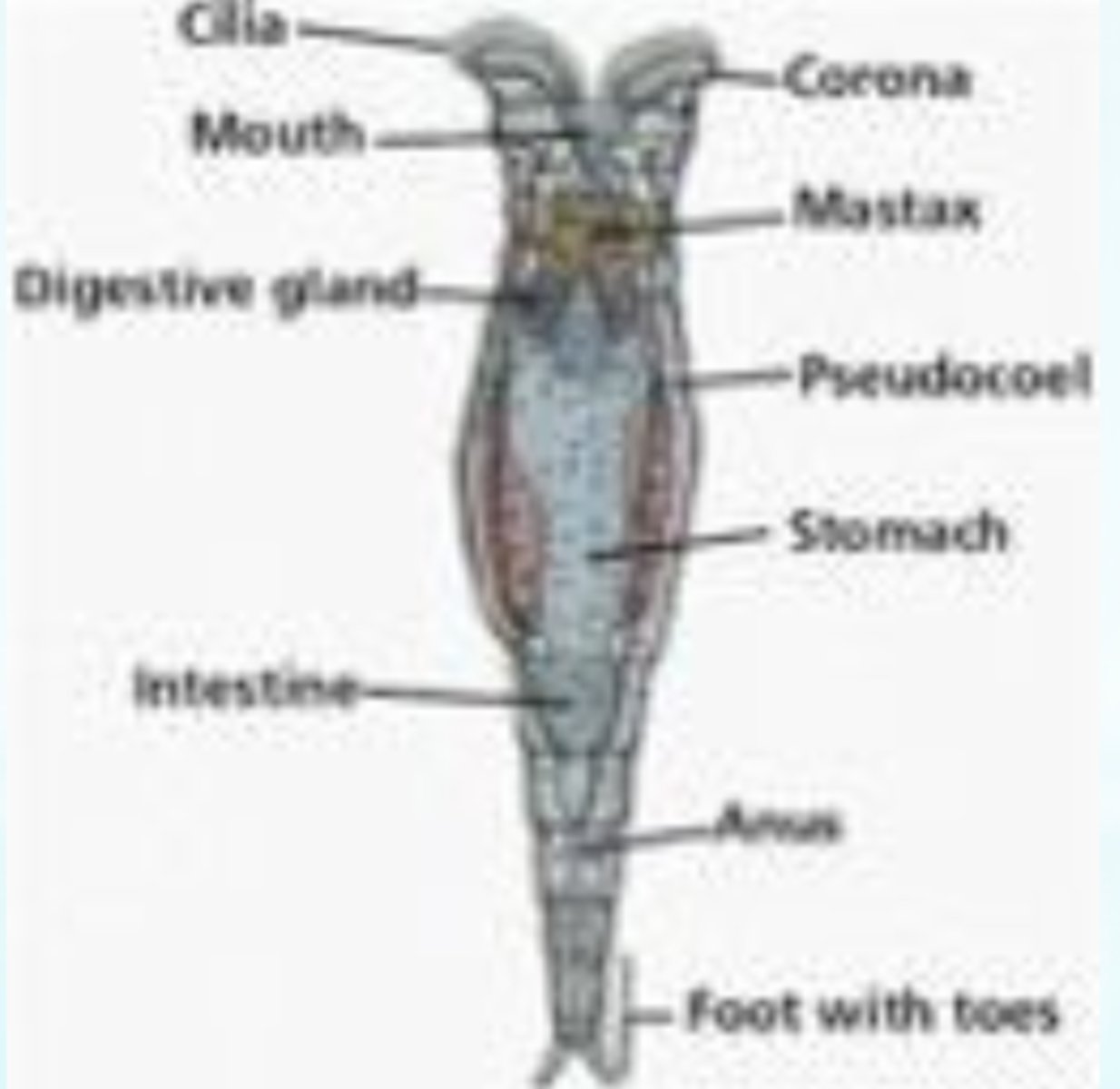 <p>contains jaws for chewing up and grasping food particles</p>