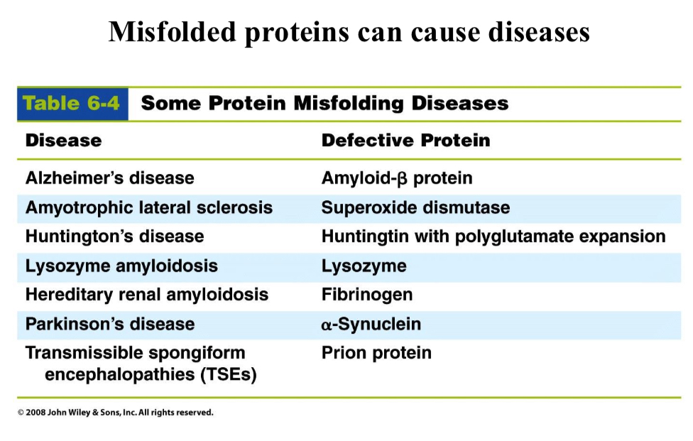 <p>Misfolded proteins can…</p>