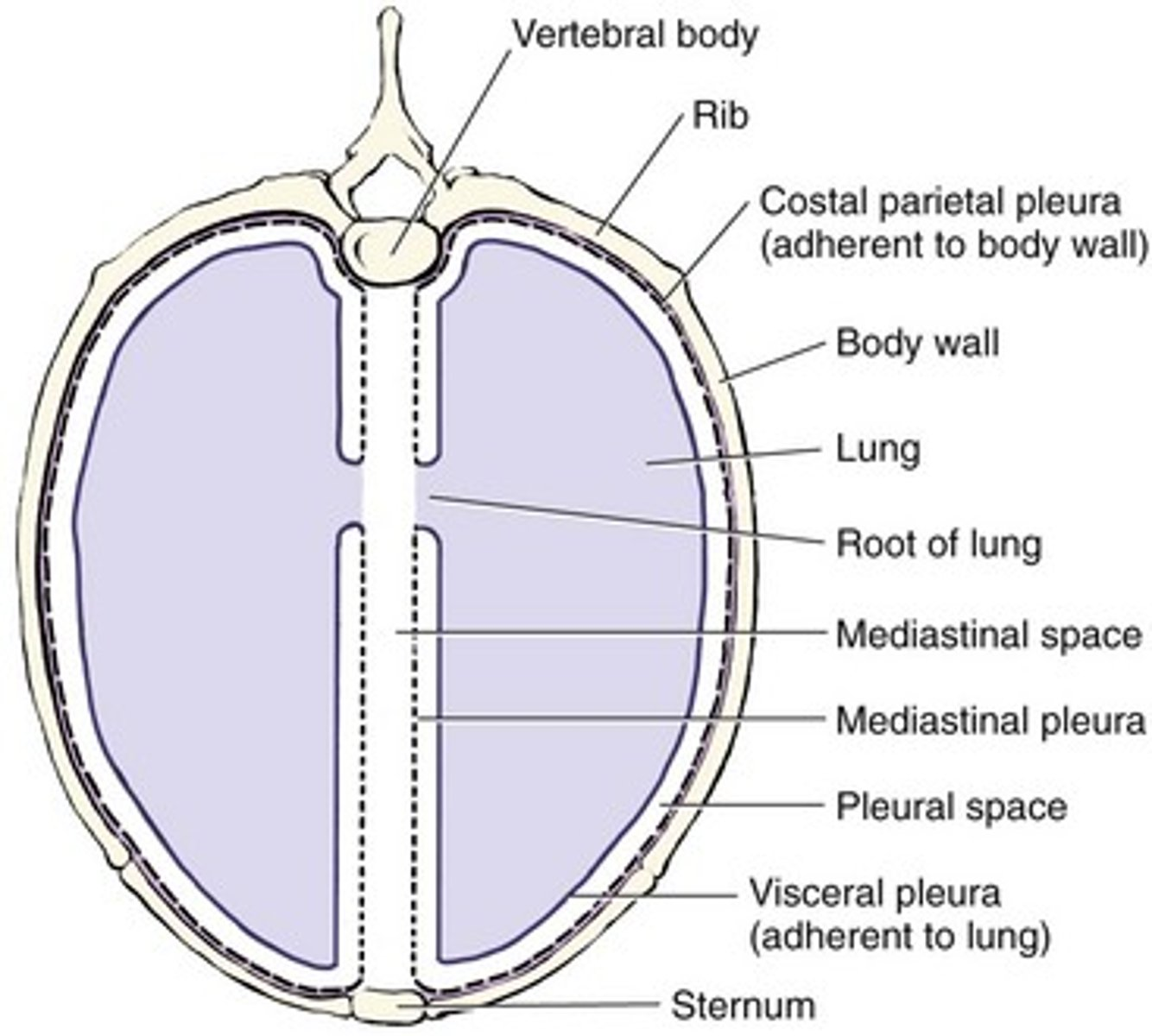 <p>Mediastinum consists of which 3 parts?<em> 2 new parts also.</em></p>