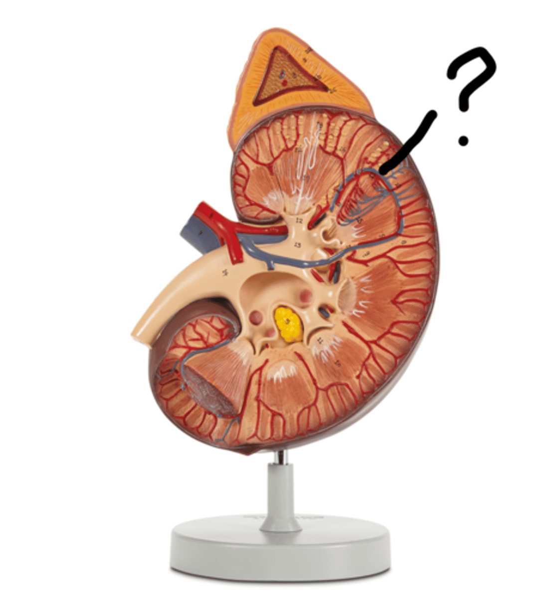 <p>Name this vessel (blue)</p>