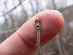 <ul><li><p>wetlands or dry grasslands, shade tol</p></li><li><p>thicket growth</p></li><li><p>leaves: sharply toothed, glossy, defined tip</p></li><li><p>twigs: white lent</p></li><li><p>buds: white / brn, small</p></li><li><p>bark: thin, smooth, grey / brn</p></li><li><p>repro: bright red berry</p></li></ul>