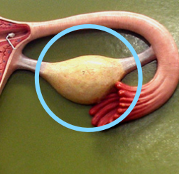 <p>Ovary</p>