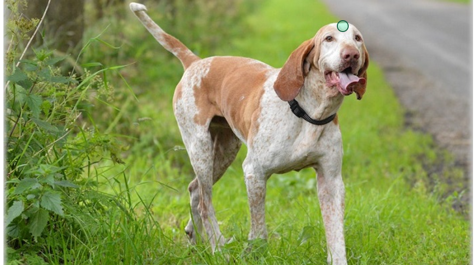 <p>It will be helpful for you to know anatomical directions (dorsal, ventral, anterior, and posterior) when you dissect a preserved crayfish. A<strong>nterior end </strong>of this dog.</p>